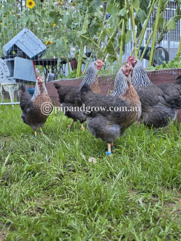 Silver Duckwing Welsummer Fertile Egg (each) - Image 12