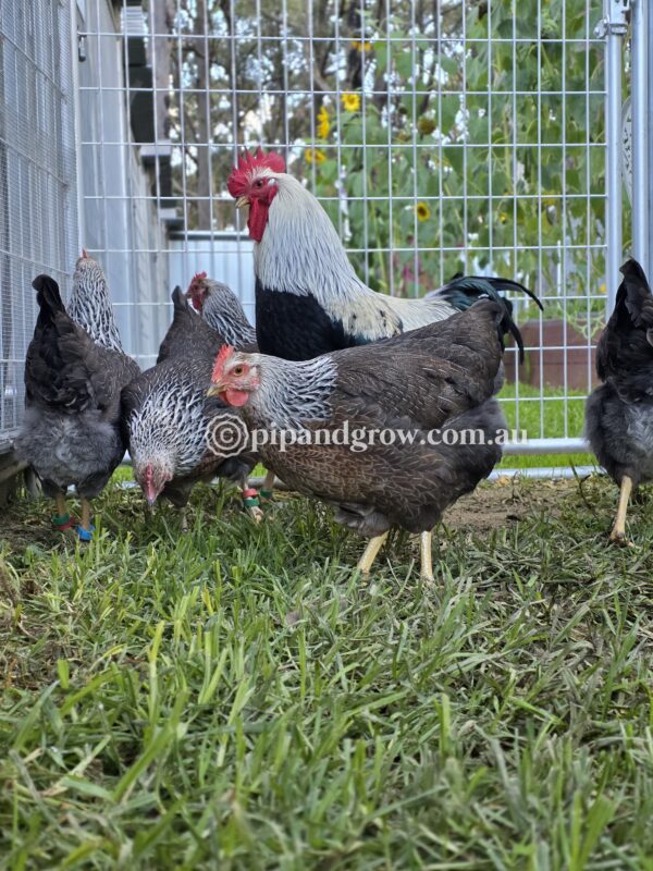 Silver Duckwing Welsummer Fertile Egg (each) - Image 24