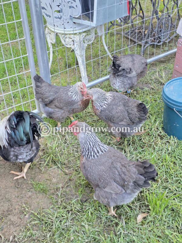 Silver Duckwing Welsummer Fertile Egg (each) - Image 25