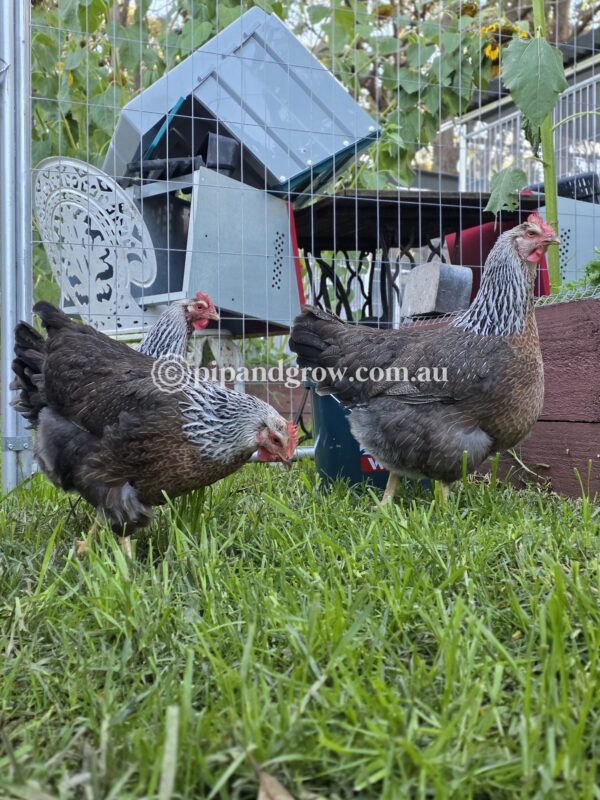 Silver Duckwing Welsummer Fertile Egg (each) - Image 16