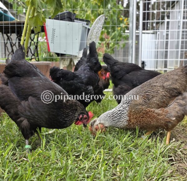 Olive, Green & Easter Egger (each) - Image 14