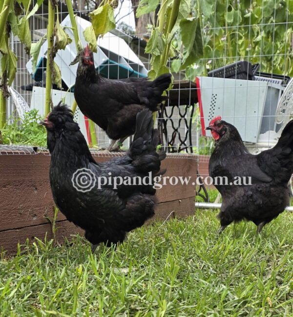 Olive, Green & Easter Egger (each) - Image 5