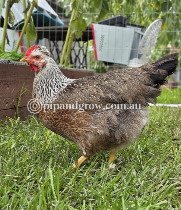 Olive, Green & Easter Egger (each) - Image 7