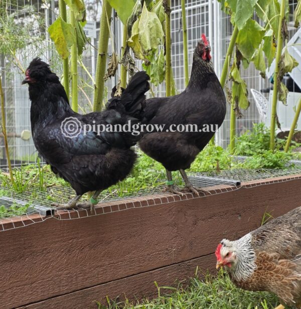 Olive, Green & Easter Egger (each) - Image 13