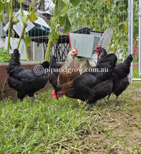 Olive, Green & Easter Egger (each) - Image 4