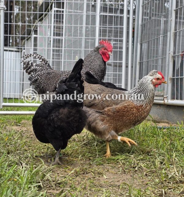 Olive, Green & Easter Egger (each) - Image 12