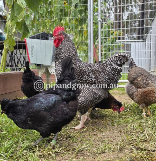 Olive, Green & Easter Egger (each) - Image 10