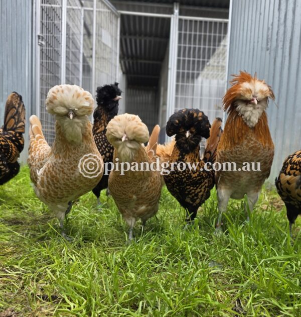 Buff & Gold laced Polish Fertile Egg (each) - Image 22