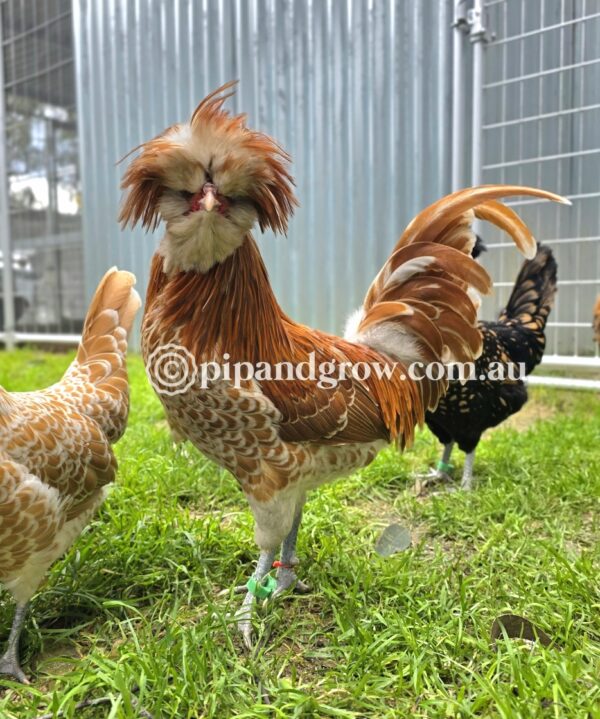 Buff & Gold laced Polish Fertile Egg (each) - Image 9