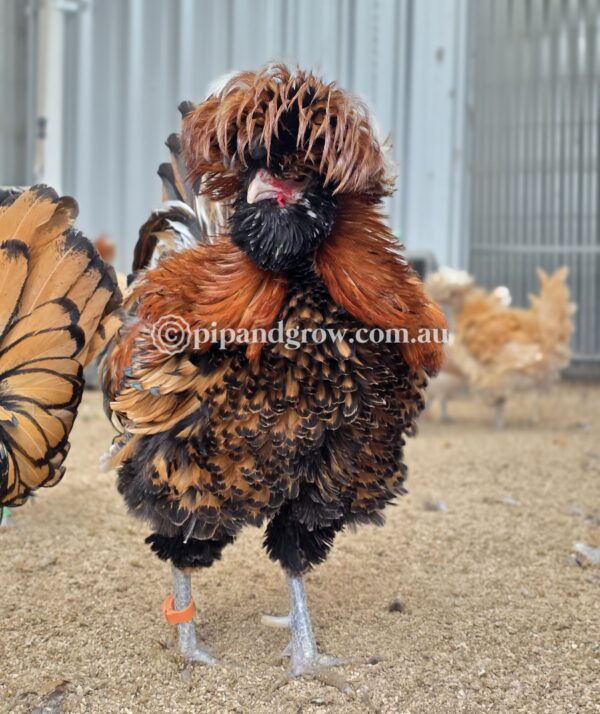 Buff & Gold laced Polish Fertile Egg (each) - Image 23