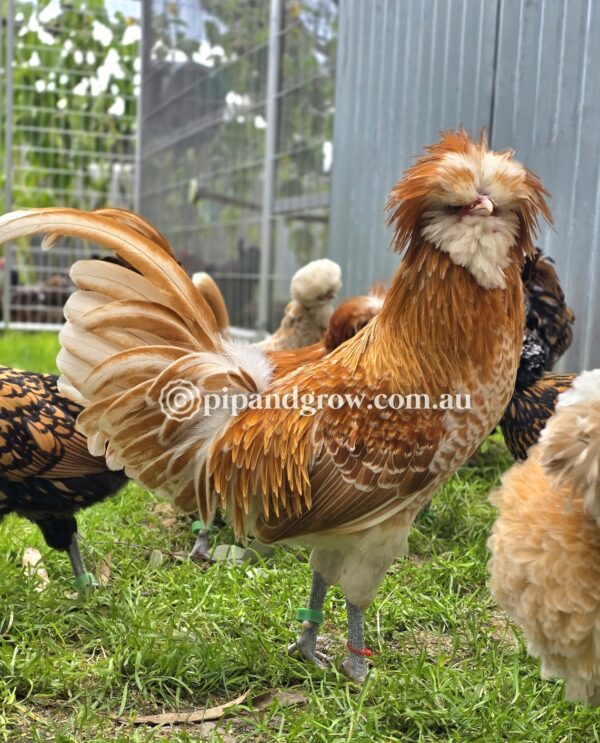 Buff & Gold laced Polish Fertile Egg (each) - Image 5