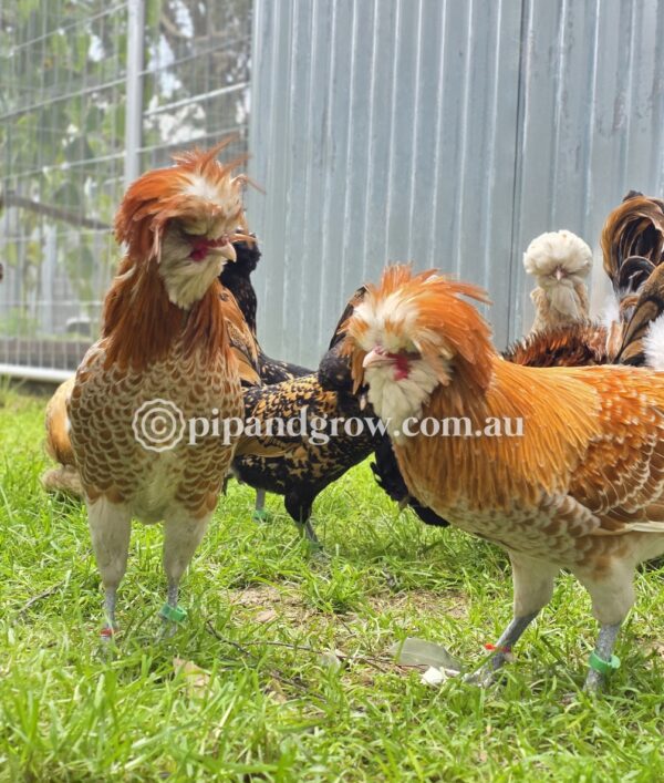 Buff & Gold laced Polish Fertile Egg (each) - Image 13