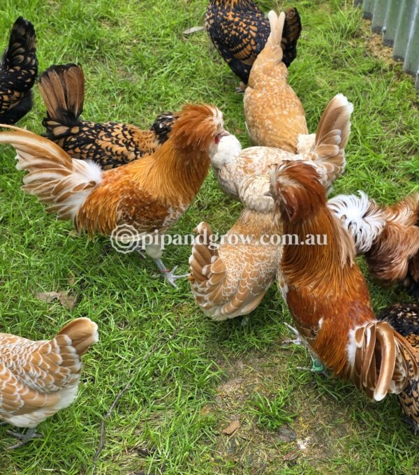 Buff & Gold laced Polish Fertile Egg (each) - Image 24
