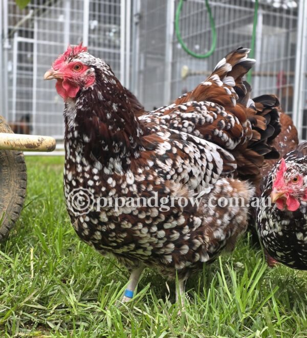 *Finished breeding for the season* Speckled Sussex Fertile egg (each) - Image 5