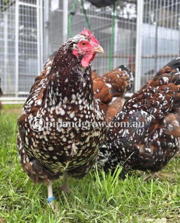 *Finished breeding for the season* Speckled Sussex Fertile egg (each) - Image 7