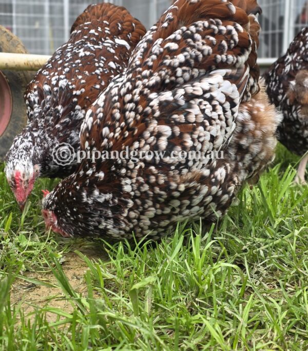 *Finished breeding for the season* Speckled Sussex Fertile egg (each) - Image 16