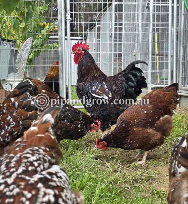 *Finished breeding for the season* Speckled Sussex Fertile egg (each) - Image 9
