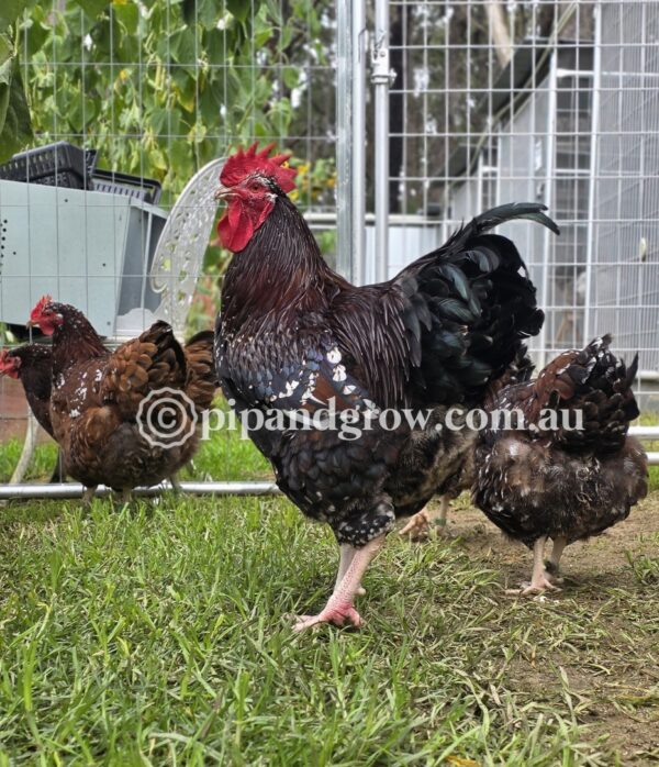 *Finished breeding for the season* Speckled Sussex Fertile egg (each) - Image 6