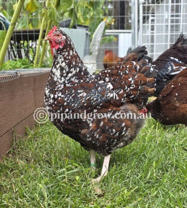 *Finished breeding for the season* Speckled Sussex Fertile egg (each) - Image 15