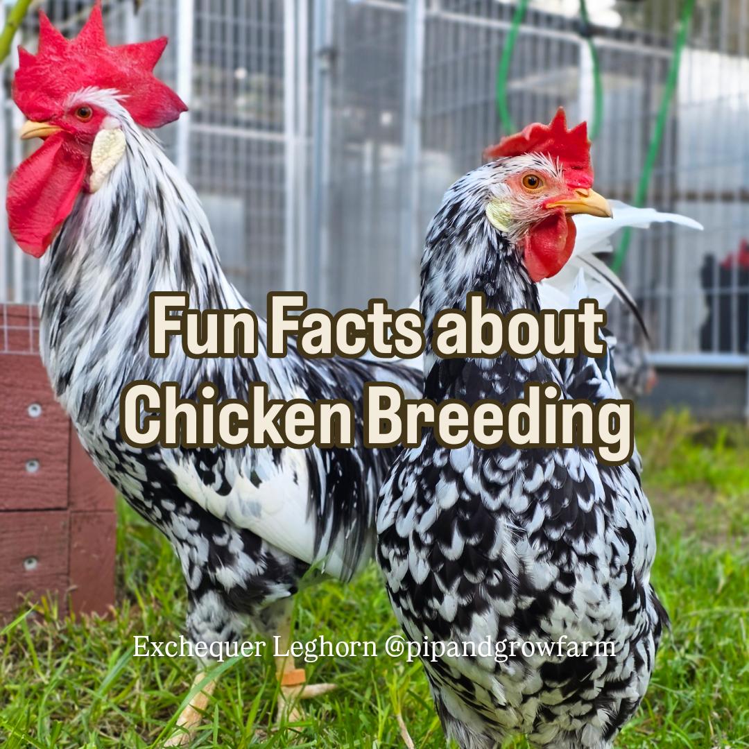 Fun Facts About Chicken Breeding