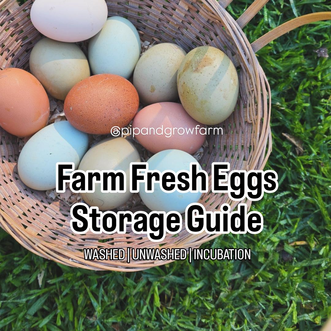Farm Fresh Eggs Storage Guide