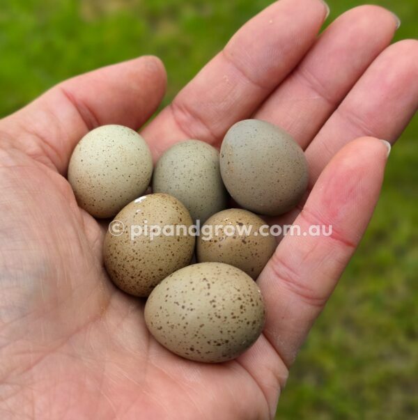 King Quail Fertile Eggs (Dozen) - Image 2