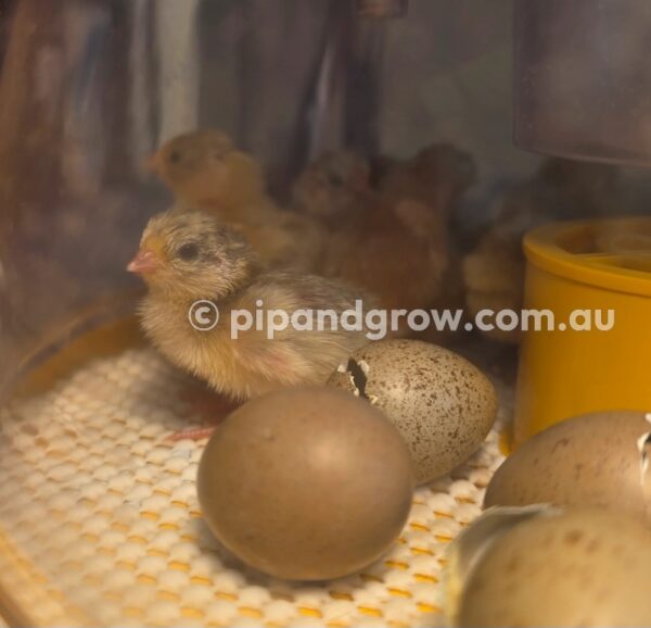 King Quail Fertile Eggs (Dozen) - Image 18
