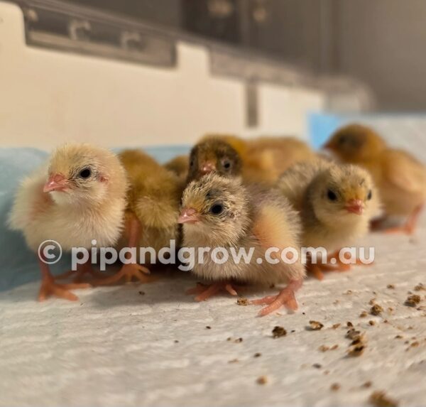 King Quail Fertile Eggs (Dozen) - Image 5