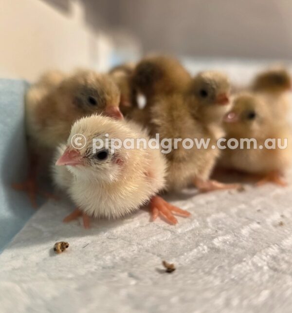 King Quail Fertile Eggs (Dozen) - Image 16