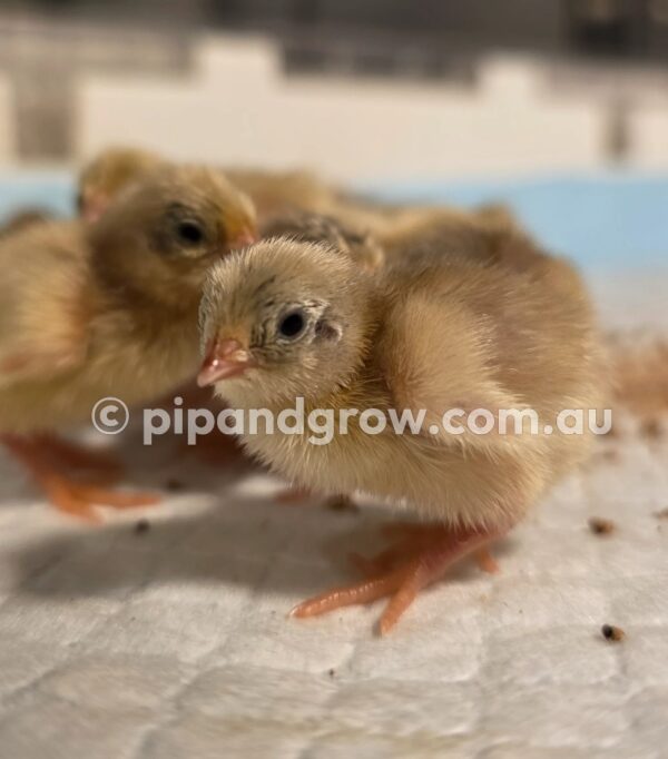 King Quail Fertile Eggs (Dozen) - Image 3