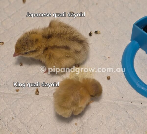 King Quail Fertile Eggs (Dozen) - Image 19