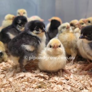 *29/08/2026 Batch* Dayold Chicks