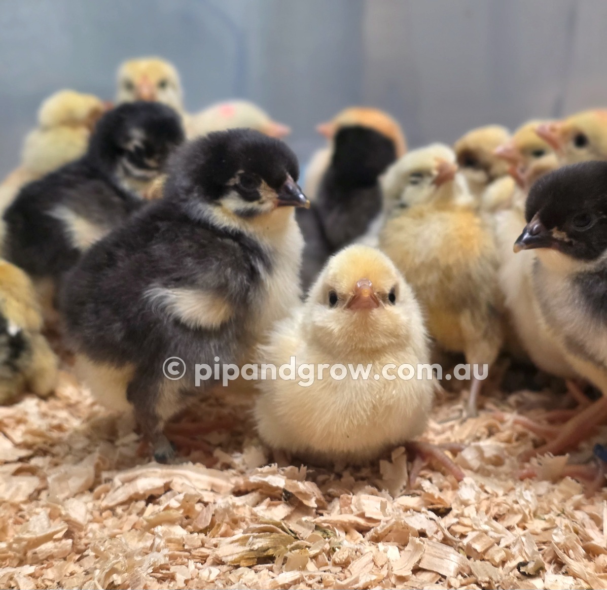 *12/09/2026* Batch Chicks