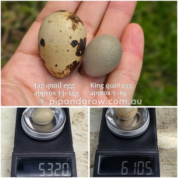 King Quail Fertile Eggs (Dozen) - Image 20