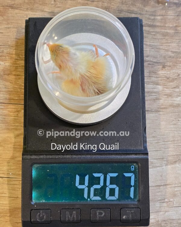 King Quail Fertile Eggs (Dozen) - Image 4