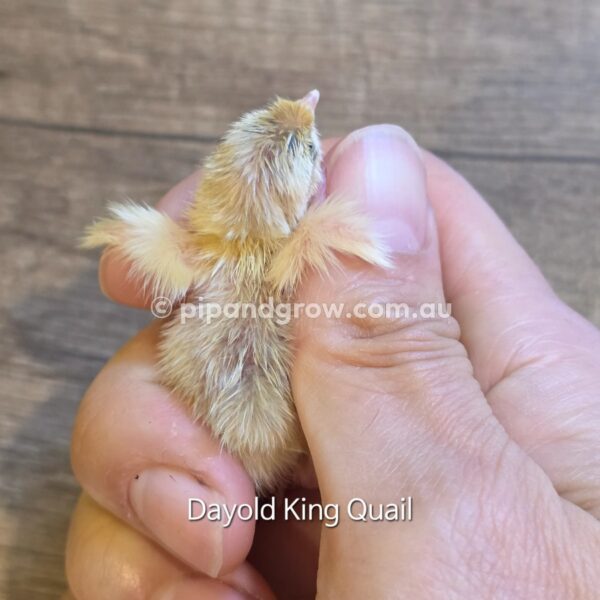King Quail Fertile Eggs (Dozen) - Image 15