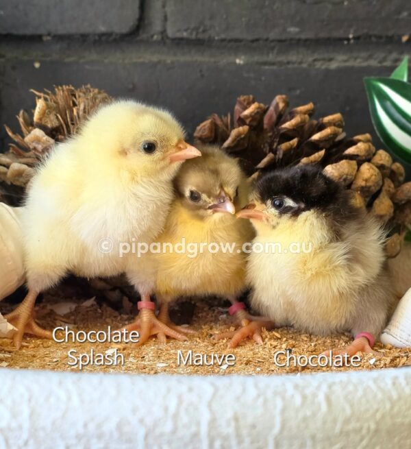 Chick Leg Band - Image 4
