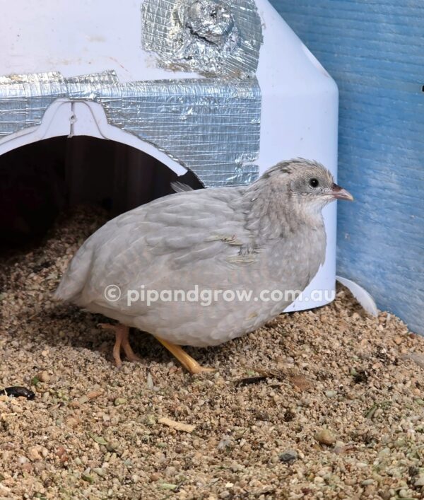 King Quail Fertile Eggs (Dozen) - Image 13