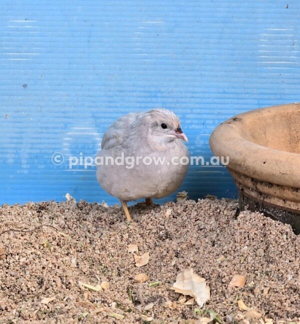 King Quail Fertile Eggs (Dozen) - Image 10