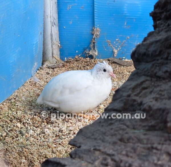 King Quail Fertile Eggs (Dozen) - Image 12