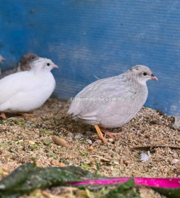 King Quail Fertile Eggs (Dozen) - Image 14