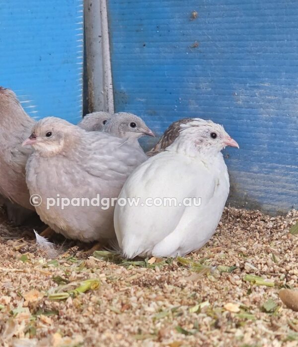 King Quail Fertile Eggs (Dozen) - Image 9