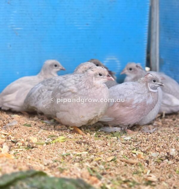 King Quail Fertile Eggs (Dozen) - Image 6