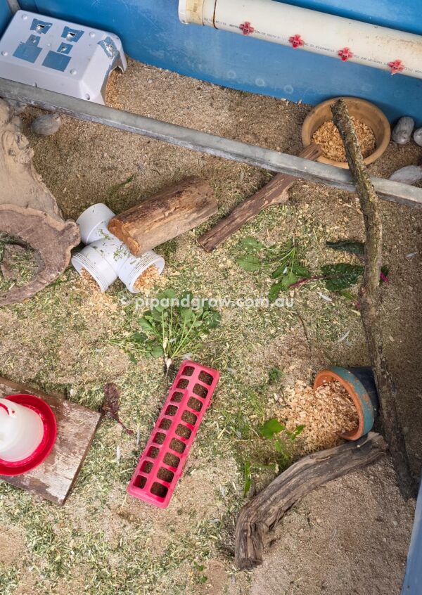 King Quail Fertile Eggs (Dozen) - Image 21