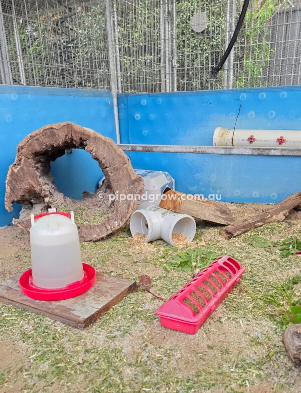 King Quail Fertile Eggs (Dozen) - Image 7