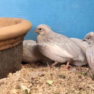 King Quail Fertile Eggs (Dozen)
