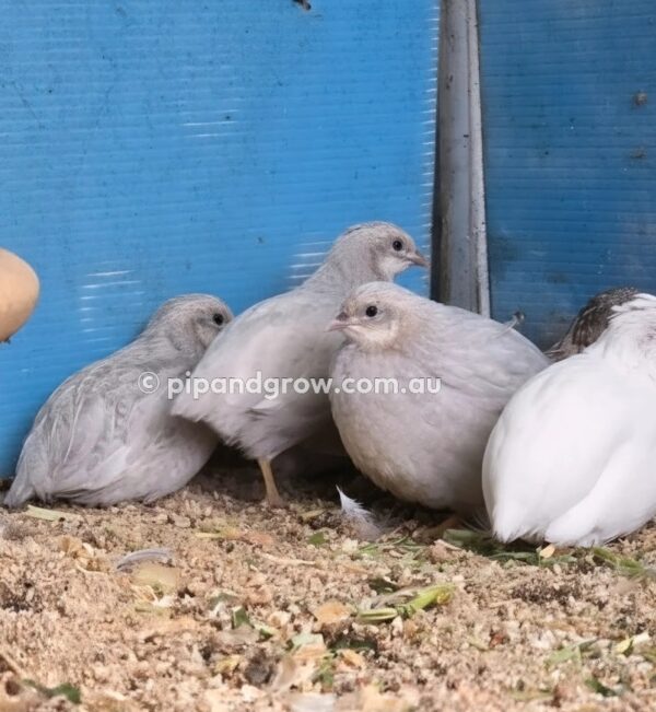 King Quail Fertile Eggs (Dozen) - Image 11