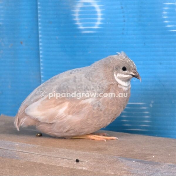 King Quail Fertile Eggs (Dozen) - Image 17