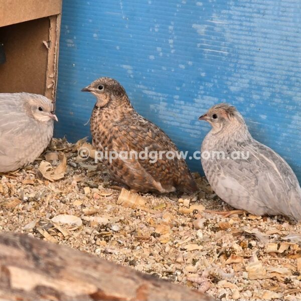 King Quail Fertile Eggs (Dozen) - Image 18