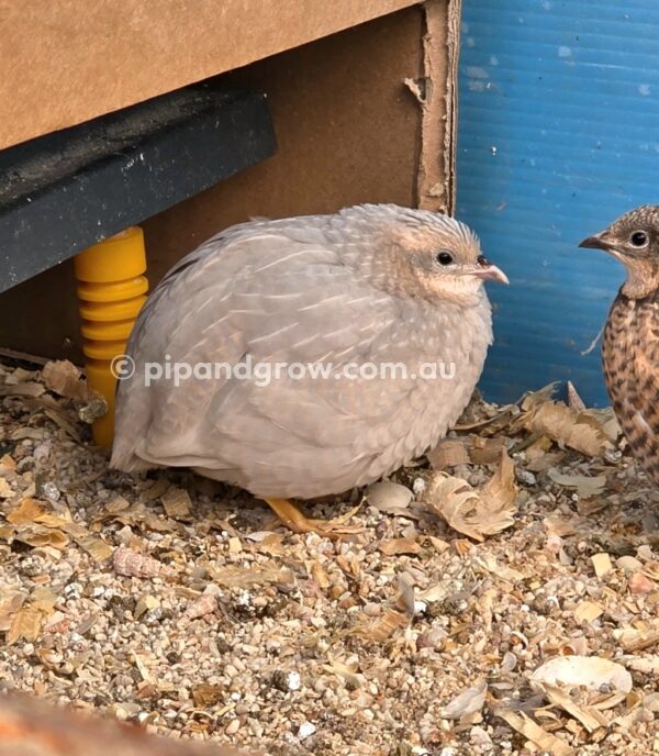 King Quail Fertile Eggs (Dozen) - Image 20
